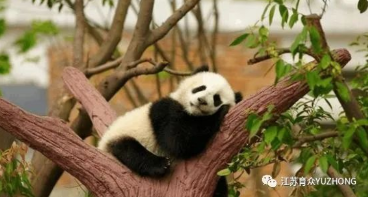 育众电子围栏助力大熊猫馆安防建设